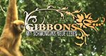 Gibbons – Mit Schwung ins neue Leben – Bild: Animal Planet