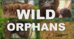 Waisen der Wildnis – Bild: Spiegel TV Wissen Waisen der Wildnis – Bild: Spiegel TV Wissen