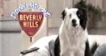 Down and Out in Beverly Hills Down and Out in Beverly Hills