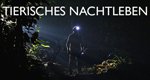 Tierisches Nachtleben – Bild: BBC Tierisches Nachtleben – Bild: BBC
