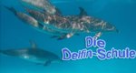 Die Delfin Schule – Bild: Animal Planet