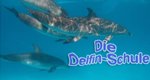 Die Delfin Schule – Bild: Animal Planet Die Delfin Schule – Bild: Animal Planet