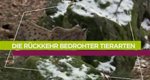 Die Rückkehr bedrohter Tierarten – Bild: arte