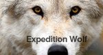 Expedition Wolf – Die Rückkehr eines Raubtieres – Bild: BBC One