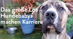 Das große Los – Hundebabys machen Karriere – Bild: Animal Planet Das große Los – Hundebabys machen Karriere – Bild: Animal Planet