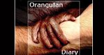 Das Tagebuch der Orang-Utans – Bild: BBC