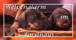 Welpenalarm im Forsthaus – Bild: MDR Welpenalarm im Forsthaus – Bild: MDR