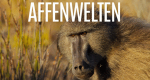 Affenwelten – Bild: BBC/Giles Badger Affenwelten – Bild: BBC/Giles Badger