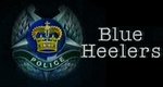 Blue Heelers
