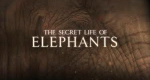 Das geheime Leben der Elefanten – Bild: BBC One/Screenshot Das geheime Leben der Elefanten – Bild: BBC One/Screenshot