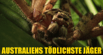 Australiens tödlichste Jäger – Bild: Nat Geo Wild Australiens tödlichste Jäger – Bild: Nat Geo Wild