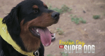 Super Dogs - Helfer in der Not – Bild: Animal Planet/Screenshot Super Dogs - Helfer in der Not – Bild: Animal Planet/Screenshot