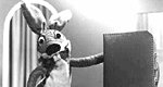 Der Hase Cäsar Der Hase Cäsar